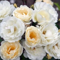 Rožė (Rosa) 'Taxandria'